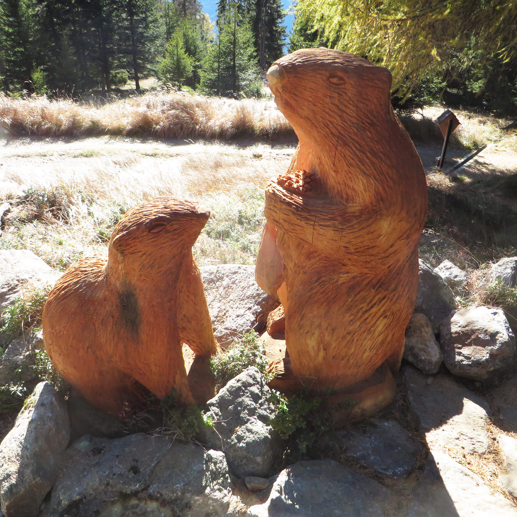 Marmot trail to the Moarhofalm